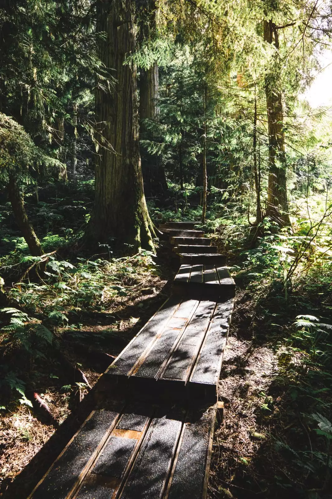 Un sentier de bois dans une forêt