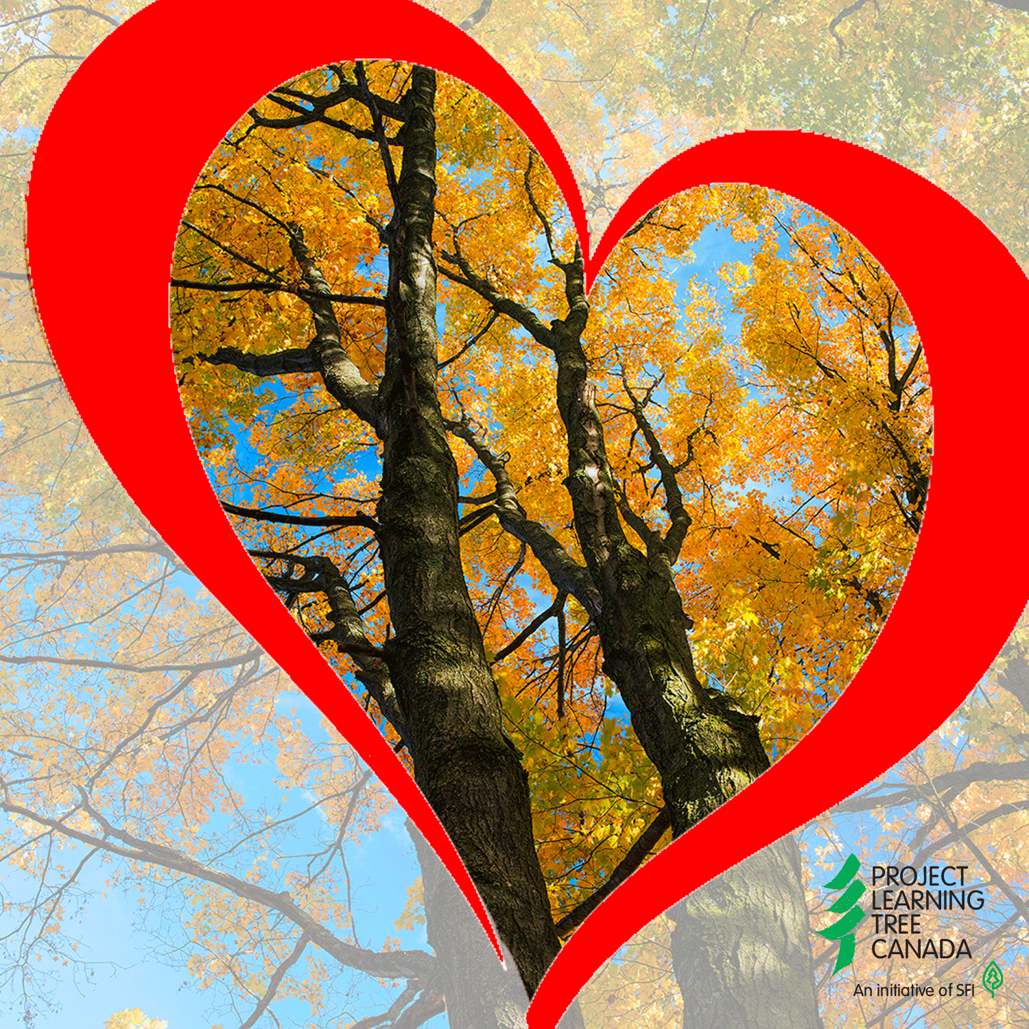 un arbre encadré par un coeur