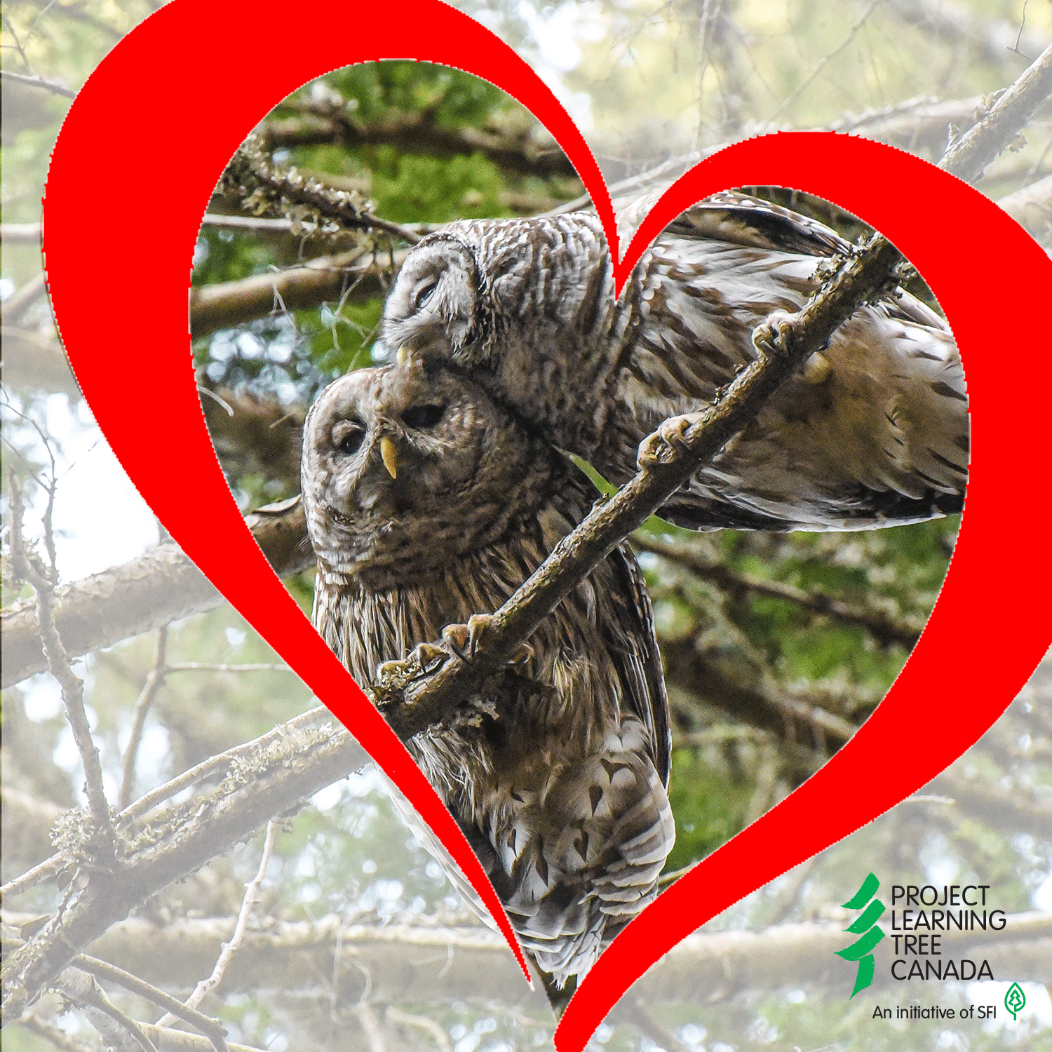 two owls snuggling in a heart frame for valentines day