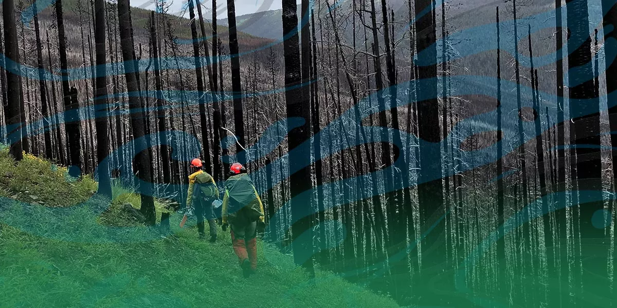 Two people with equipment (forestry technicians) walk through the woods.