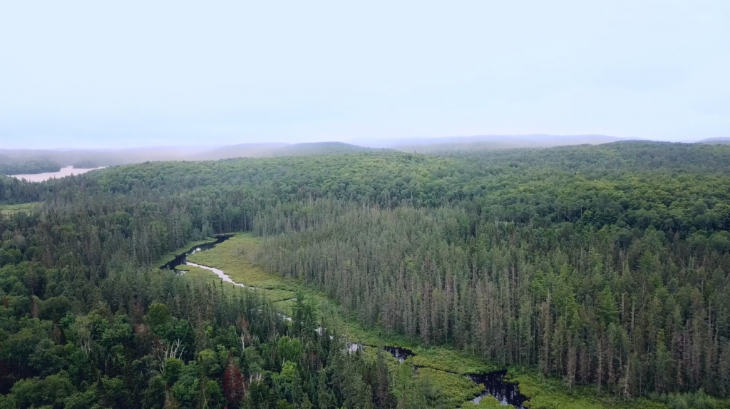 Photo prise depuis un drone dans la forêt de Nipissing, comment? Drone. 