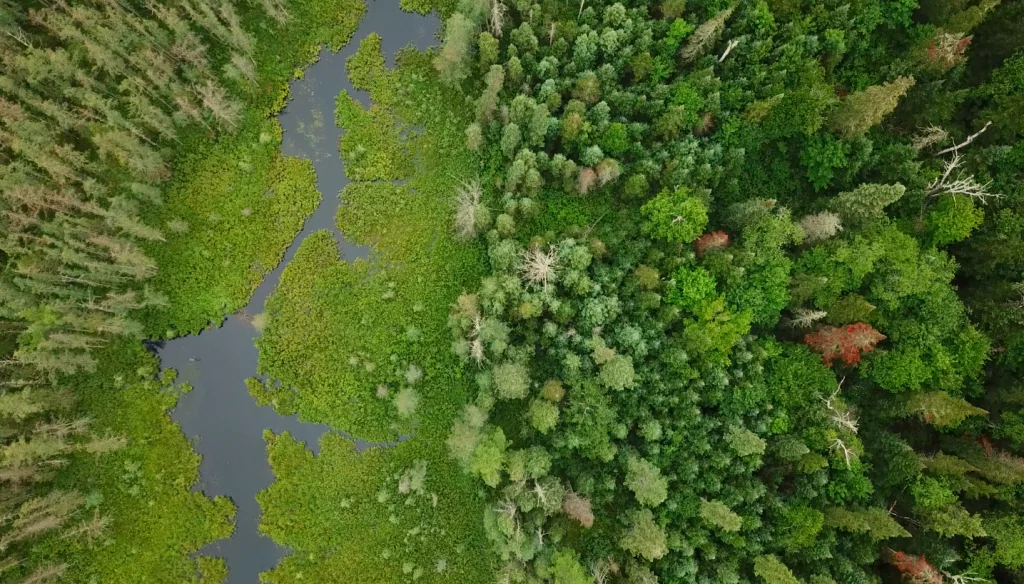 an aerial view of an SFI certified forest in Nipissing Forest, call this place home