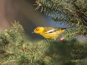 A bird rests on a tree branch