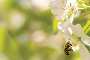 A bee collects pollen from a white flower