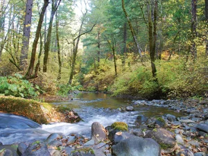 A river running through a forest