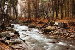 A stream running through a forest