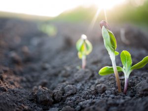 Seedlings grow out of the soil