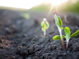 Seedlings grow out of the soil