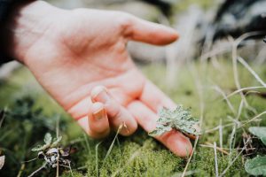 A hand touching a small plant