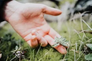 A hand touching a small plant