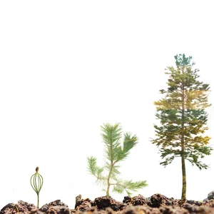 Three trees in different stages of their life