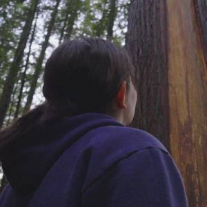 Mahatta looking up at a cedar tree after harvesting its bark