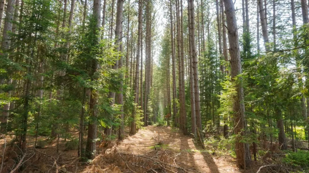 Scenic view from inside a lush green forest - More than 30% or about 367 million hectares of Canada is forested. 