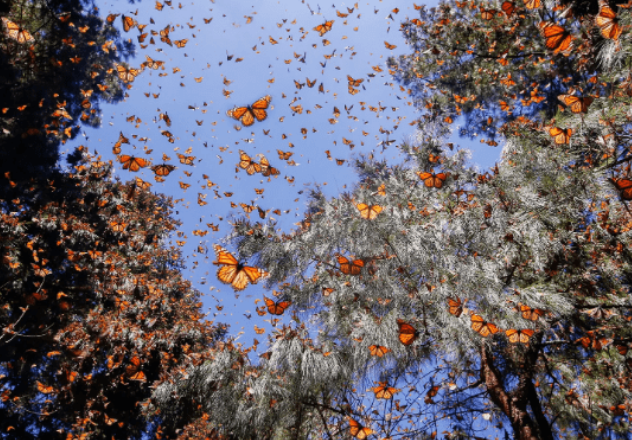 butterflies in the forest