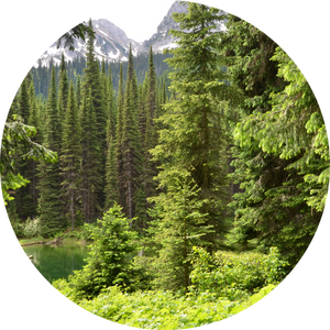 Scenic image of an SFI-Certified forest