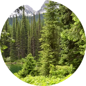 Scenic image of an SFI-Certified forest
