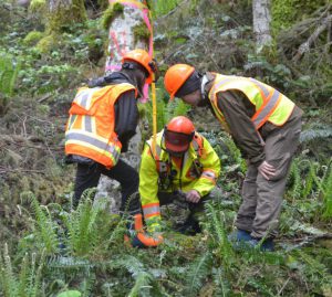 Three people working in a forest